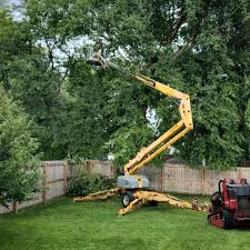 How Our Tree Care Process Works  in  Lahaina, HI