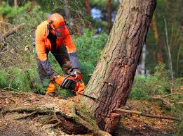 Best Fruit Tree Pruning  in Lahaina, HI