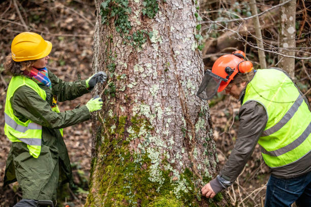 Reliable Lahaina, HI Tree Services Solutions